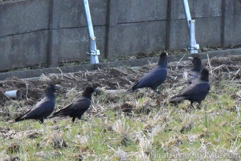 ハシブトガラス2024.02.26平塚（撮影　岡根武彦）.jpg