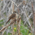 ホオジロ♀2024.03.06平塚（撮影　岡根武彦）