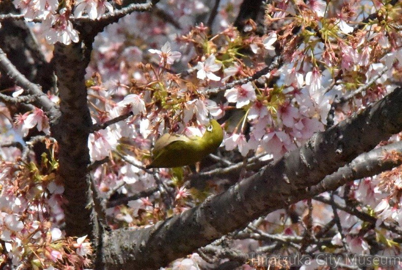 メジロ2024.03.13平塚（撮影　岡根武彦）.jpg