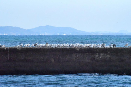 ユリカモメ・ウミネコ2024.03.09平塚（撮影　岡根武彦）