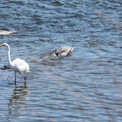 平塚と周辺の野鳥（撮影　鈴木真由美）