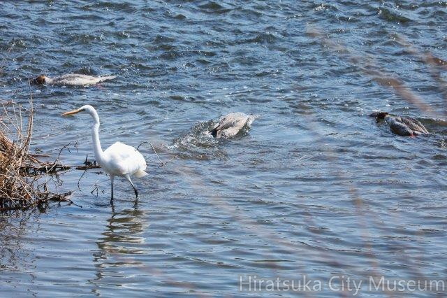 ダイサギ、カワアイサ採餌2024.03.16平塚（撮影　鈴木真由美）.jpg