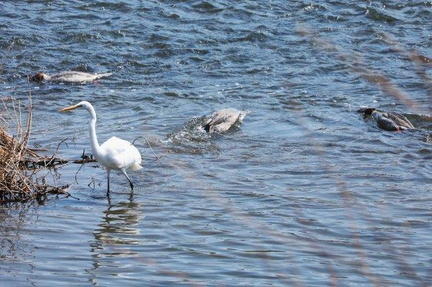 ダイサギ、カワアイサ採餌2024.03.16平塚（撮影　鈴木真由美）