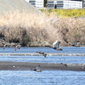 オカヨシガモ、ヒドリガモ、コガモ、ホウロクシギ2024.03.14小田原（撮影　鈴木真由美）