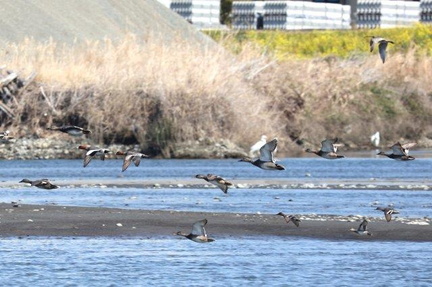 オカヨシガモ、ヒドリガモ、コガモ、ホウロクシギ2024.03.14小田原（撮影　鈴木真由美）