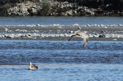 カルガモ、ホウロクシギ2024.03.14小田原（撮影　鈴木真由美）