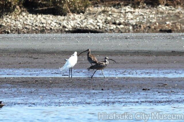 コサギ、ホウロクシギ2024.03.14小田原（撮影　鈴木真由美）.jpg