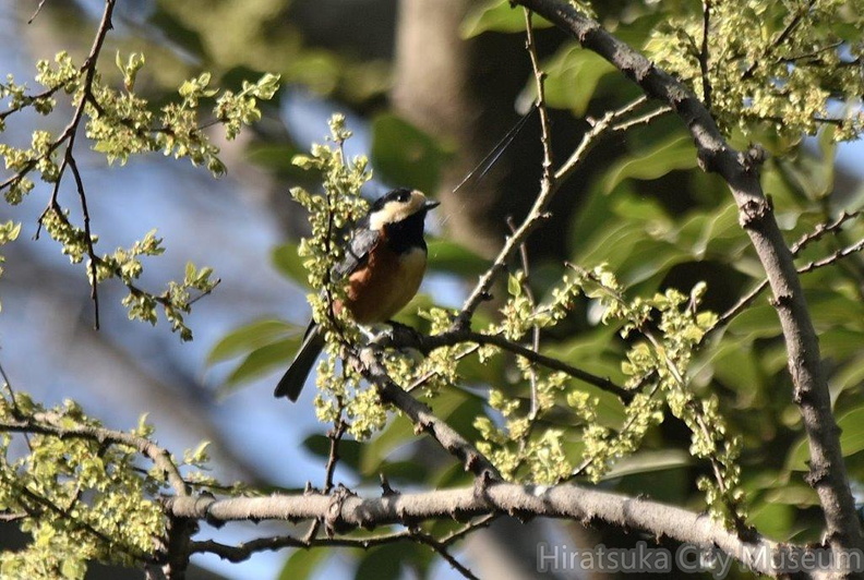 ヤマガラ2024.04.07平塚（撮影　岡根武彦）.jpg