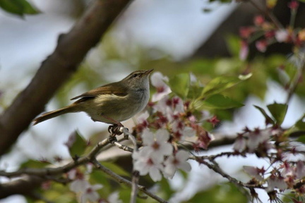 ウグイス2024.04.15平塚（撮影　岡根武彦）