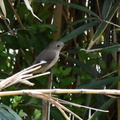 ジョウビタキ♀2024.03.27平塚（撮影　岡根武彦）