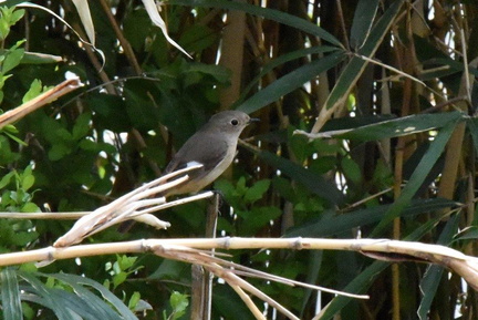 ジョウビタキ♀2024.03.27平塚（撮影　岡根武彦）
