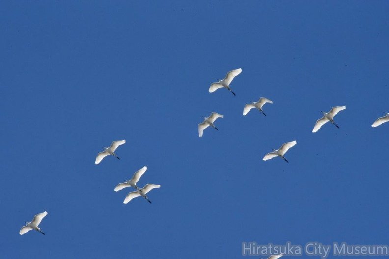 チュウダイサギ2024.03.27平塚（撮影　岡根武彦）.jpg