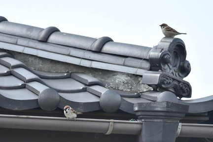 スズメ2024.04.02平塚（撮影　岡根武彦）