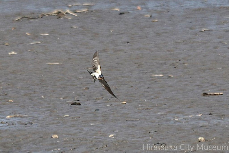 ツバメ♀2024.04.10平塚（撮影　岡根武彦）.jpg