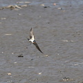 ツバメ♀2024.04.10平塚（撮影　岡根武彦）