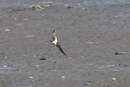 ツバメ♀2024.04.10平塚（撮影　岡根武彦）