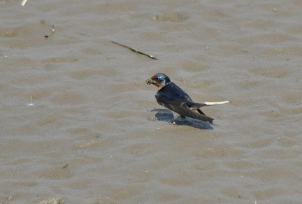 ツバメ♀巣材2024.04.13平塚（撮影　岡根武彦）