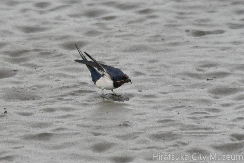 ツバメ♂巣材2024.04.08平塚（撮影　岡根武彦）.jpg