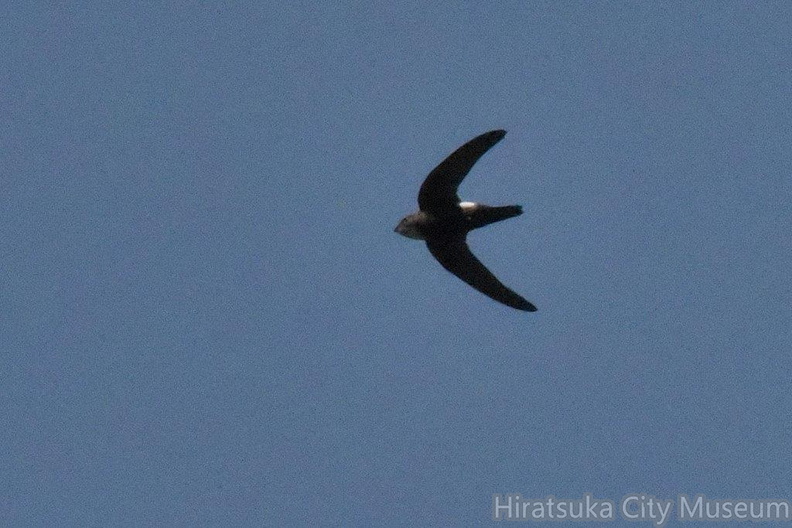 ヒメアマツバメ2024.03.31平塚（撮影　岡根武彦）.jpg