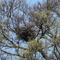 ハシボソガラス巣2024.04.10平塚（撮影　鈴木真由美）