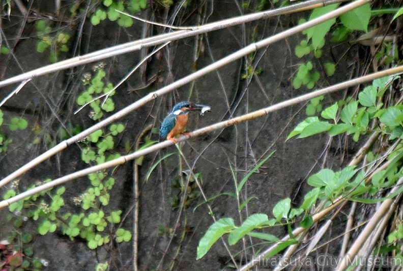 カワセミ♂2024.05.27平塚（撮影　岡根武彦）.jpg
