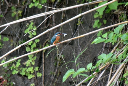 カワセミ♂2024.05.27平塚（撮影　岡根武彦）