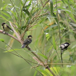 平塚の野鳥（撮影　岡根武彦）