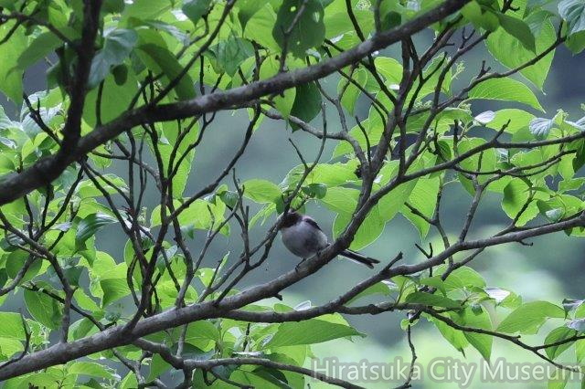 エナガ幼鳥2024.05.19伊勢原（撮影　鈴木真由美）.jpg