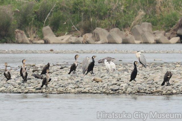カワウ、コサギ、アオサギ2024.04.26小田原（撮影　鈴木真由美）.jpg