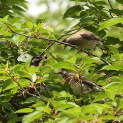 平塚と周辺の野鳥（撮影　鈴木真由美）