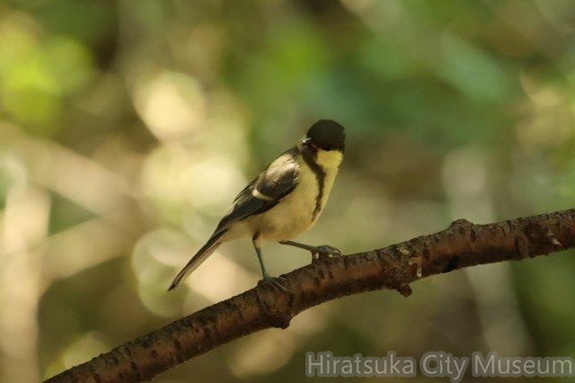 シジュウカラ幼鳥2024.06.14秦野（撮影　鈴木真由美）.jpg