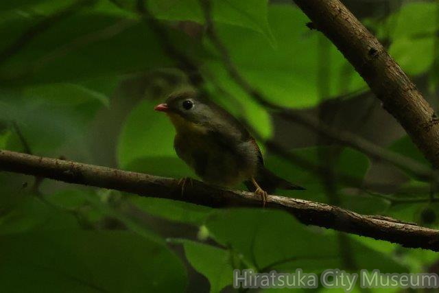 ソウシチョウ幼鳥2024.06.13大磯（撮影　鈴木真由美）.jpg
