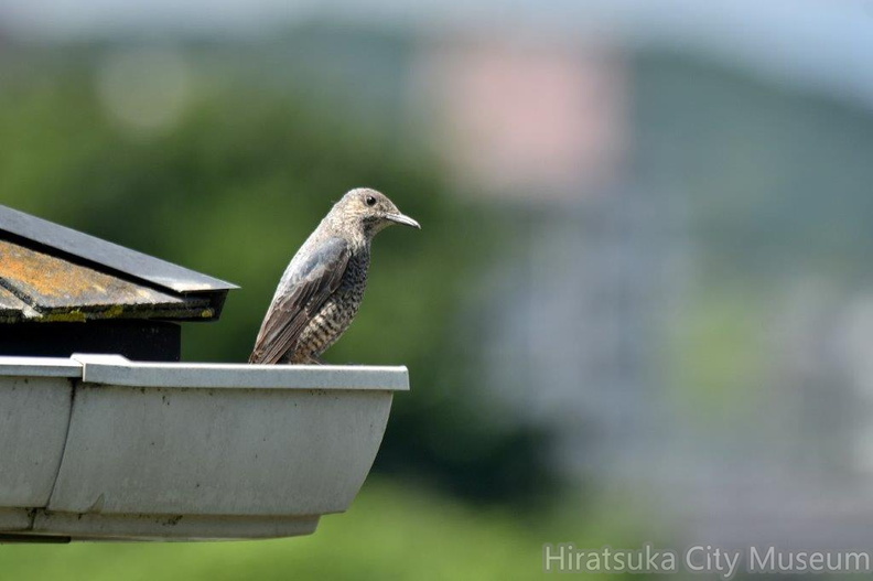 イソヒヨドリ♀2024.06.11平塚（撮影　岡根武彦）