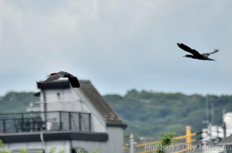カワウ巣材2024.06.17平塚6（撮影　岡根武彦）.jpg