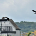 カワウ巣材2024.06.17平塚6（撮影　岡根武彦）