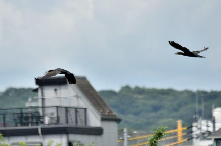 カワウ巣材2024.06.17平塚6（撮影　岡根武彦）