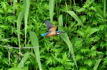 カワセミ♂2024.06.10平塚（撮影　岡根武彦）
