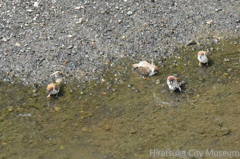 スズメ水浴び2024.06.26平塚（撮影　岡根武彦）.jpg