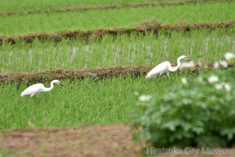 チュウダイサギ2024.06.13平塚（撮影　岡根武彦）.jpg