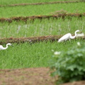 チュウダイサギ2024.06.13平塚（撮影　岡根武彦）