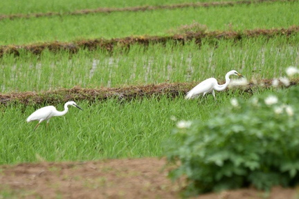 チュウダイサギ2024.06.13平塚（撮影　岡根武彦）