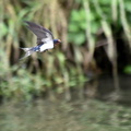 ツバメ♀2024.06.10平塚（撮影　岡根武彦）