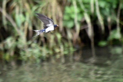 ツバメ♀2024.06.10平塚（撮影　岡根武彦）