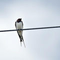ツバメ♂2024.05.29平塚（撮影　岡根武彦）