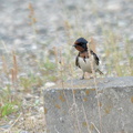 ツバメ幼鳥2024.06.13平塚（撮影　岡根武彦）
