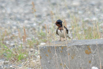 ツバメ幼鳥2024.06.13平塚（撮影　岡根武彦）