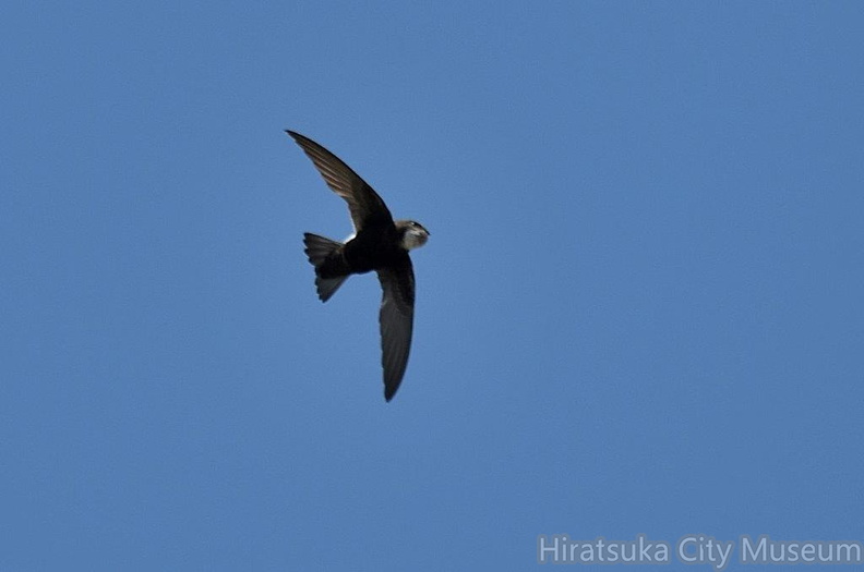 ヒメアマツバメ2024.06.12平塚（撮影　岡根武彦）.jpg