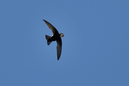 ヒメアマツバメ2024.06.12平塚（撮影　岡根武彦）