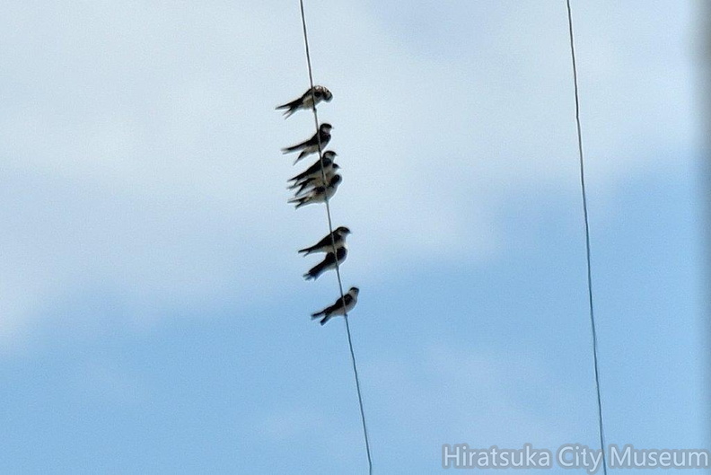 イワツバメ2024.07.10平塚（撮影　岡根武彦）.jpg