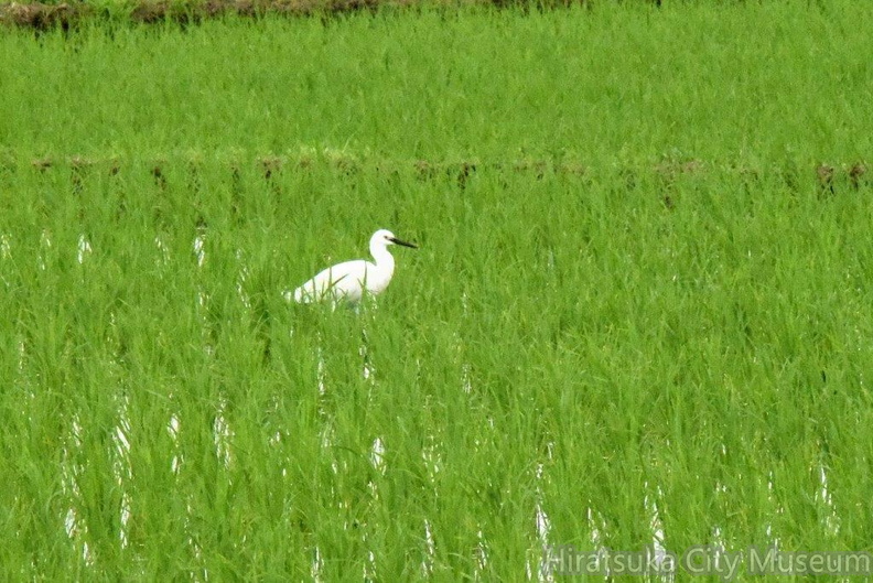 コサギ2024.06.27平塚（撮影　岡根武彦）.jpg